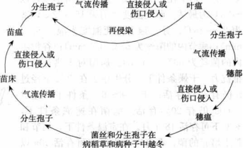 稻瘟病的病害循环