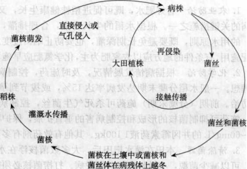 水稻纹枯病的病害循环