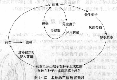 水稻恶苗病的病害循环