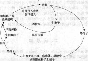 玉米黑粉病的病害循环