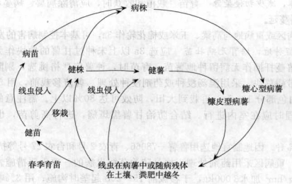 甘薯茎线虫病的病害循环