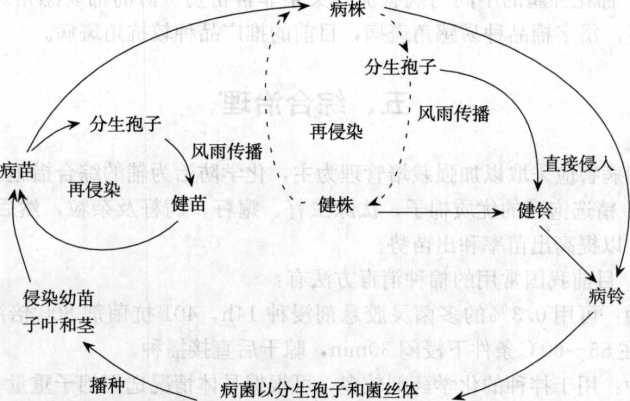 棉花苗期病害的病害循环