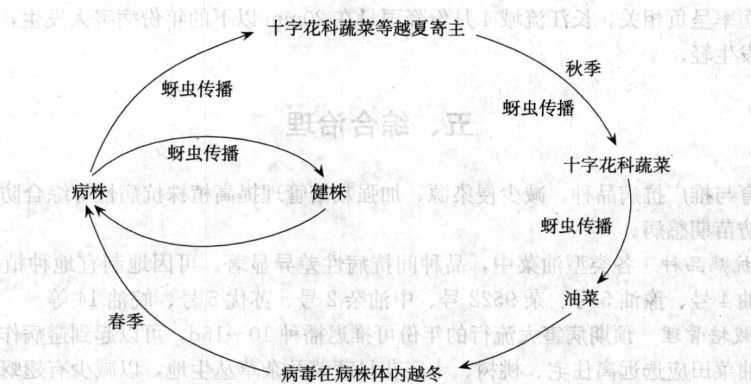 油菜病毒病的病害循环